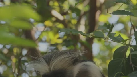Red Colobus monkey eating leaves Stock Footage 217659201