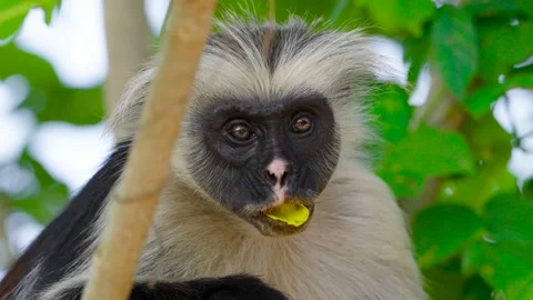 Red Colobus Monkey Stock Footage 317919779