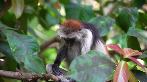 Red Colobus Monkey grooming leg at the Jozani Forest treetops of Zanzibar Stock Footage 223170561
