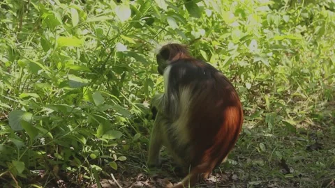 Red colobus monkey on ground eating leaves Stock Footage 217658594