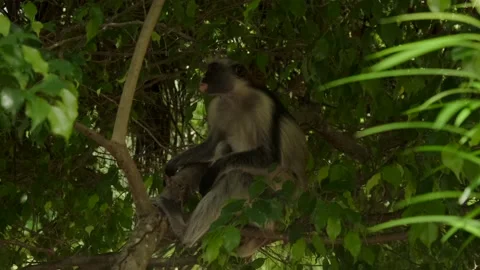 Red Colobus monkey high up on the tree branch Stock Footage 170664866