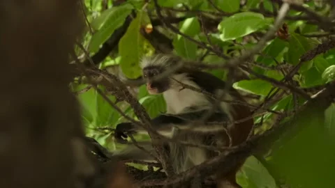 Red Colobus monkey high up on the tree branch Video stock 170664907