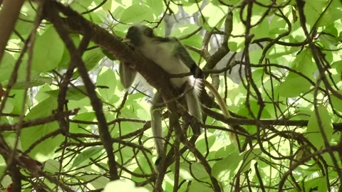 Red Colobus monkey high up on the tree branch Stock Footage 170664951