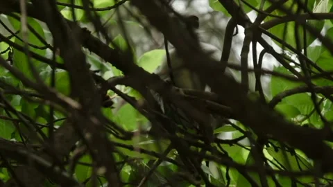 Red Colobus monkey high up on the tree branch Stock Footage 170665036