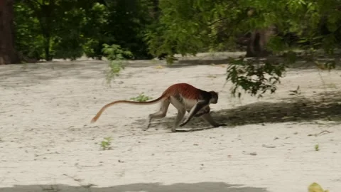 Red Colobus monkey high up on the tree branch Stock Footage 170665139