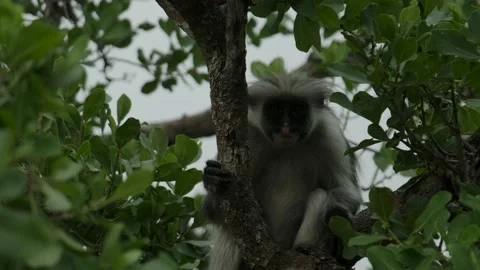 Red Colobus monkey high up on the tree branch Video stock 170665173