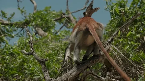 Red Colobus monkey high up on the tree branch Stock Footage 170665290