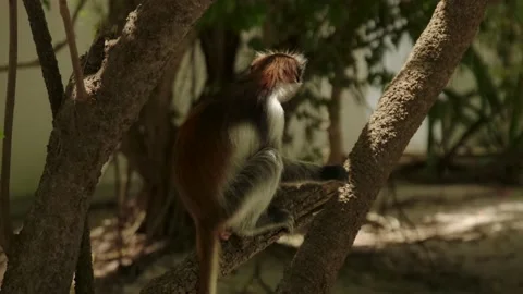 Red Colobus monkey high up on the tree branch Video stock 170665312