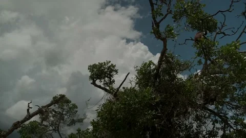 Red Colobus monkey high up on the tree branch Video stock 170665436