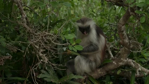 Red Colobus monkey high up on the tree branch Video stock 170665682