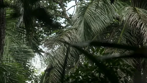 Red Colobus monkey high up on the tree branch Video stock 170665773