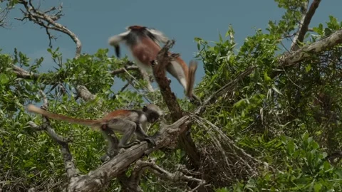 Red Colobus monkey high up on the tree branch Video stock 170665811