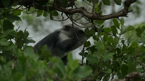 Red Colobus monkey high up on the tree branch Stock Footage 170666189
