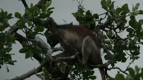 Red Colobus monkey high up on the tree branch Stock Footage 170666286