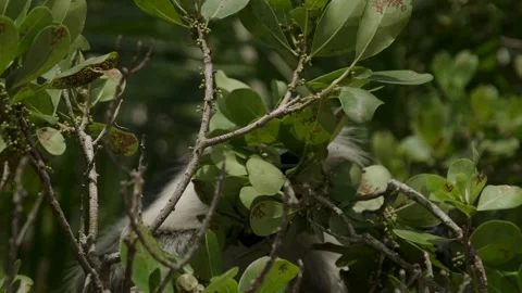 Red Colobus monkey high up on the tree branch Video stock 170666421