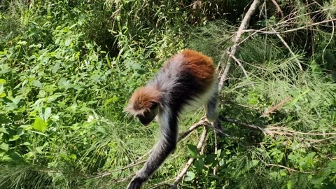 Red Colobus Monkey, Jozani Forest, Zanzibar - Super Slow Motion Stock Footage 241349738