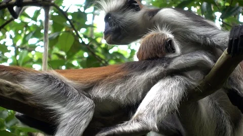 Red Colobus monkey - in a natural environment, Zanzibar - 4K Stock Footage 126351328