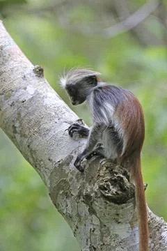 Red Colobus Monkey Perched on a Tree Branch in a Lush Green Forest Stock Photos