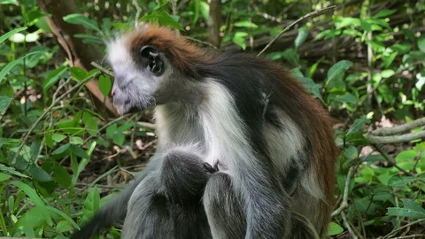 Red Colobus Monkey (Procolobus kirkii) in Jozani Forest on island of Zanziba Vidéo 87197685