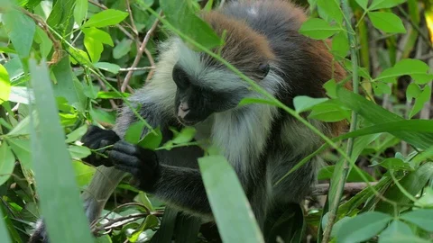 Red Colobus Monkey (Procolobus kirkii) in Jozani Forest on island of Zanziba Video stock 87198799