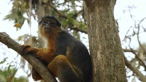 Red Colobus Monkey relaxing in a tree and being causious. Stock Footage 244690185