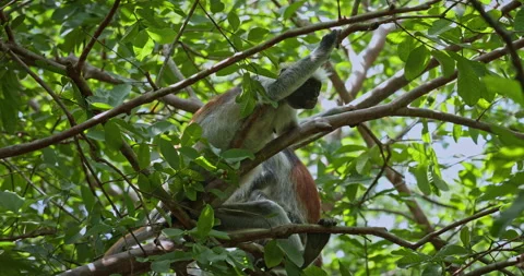 Red Colobus Monkey Resting High in Green Tree Canopy, Tanzania Jungle Wildlife Stock Footage 337891838