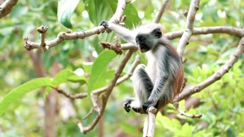 A red colobus monkey sits on a tree branch Stock Footage 312483684