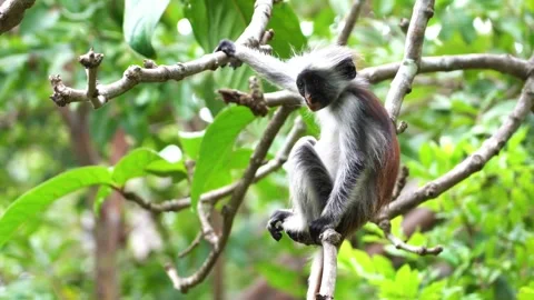A red colobus monkey sits in a tree Stock Footage 312483797