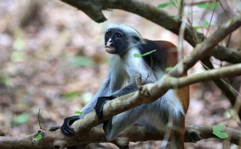 Red Colobus Monkey Sitting on a Tree Branch in a Forest 스톡 사진