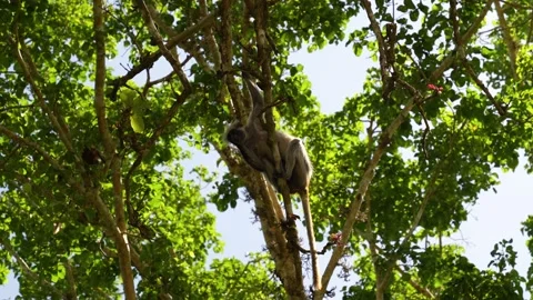 Red Colobus Monkey taking red fruit from tree at the Jozani Forest reserve Stock Footage 221962827
