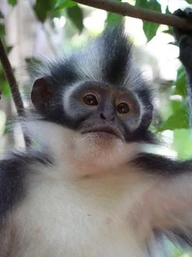 Red Colobus Monkey in Tree Canopy at Bukit Lawang Indonesia Фото