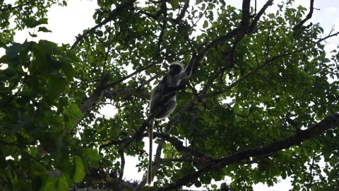 Red Colobus Monkey in the treetops of the Jozani Forest Zanzibar Island Stock Footage 221962816