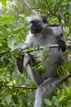 Red colobus which sits on a tree branch on a sunny day Stock Photos