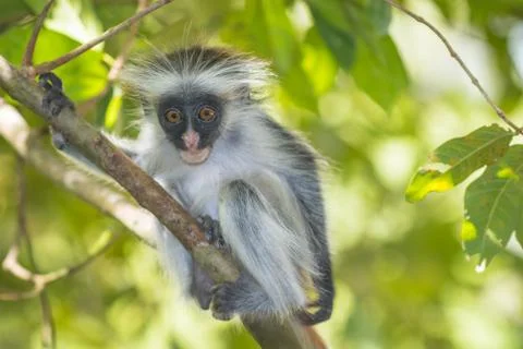 Red Colobuse Monkey Stock Photos