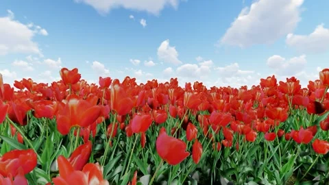 Red color flower with Off White Stock Footage 341337955