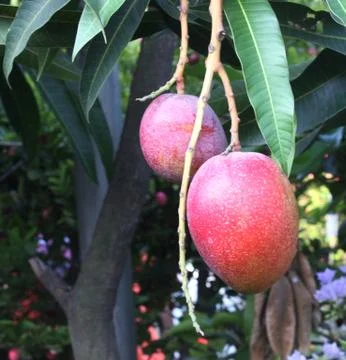 Red Color Mango on a Tree Stock Photos