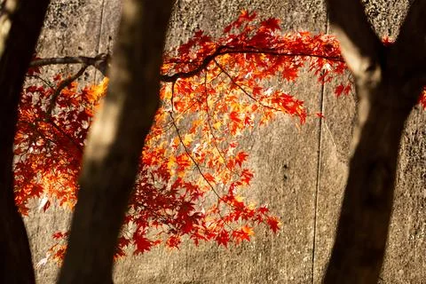 Red color maple leaf during autumn season with stone wall background Stock Photos