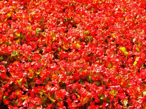 Red color Stock Photos