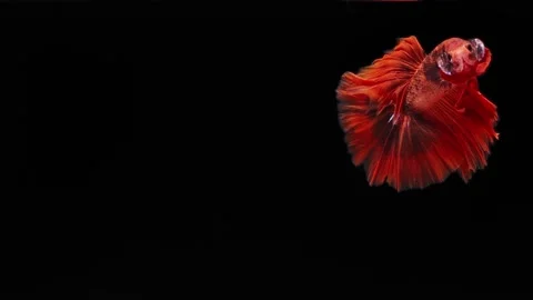 Red color Siamese fighting fish Stock Footage 202176200