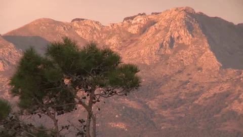 Red color sunset, evening tree in front of mountains 스톡 동영상 84316071