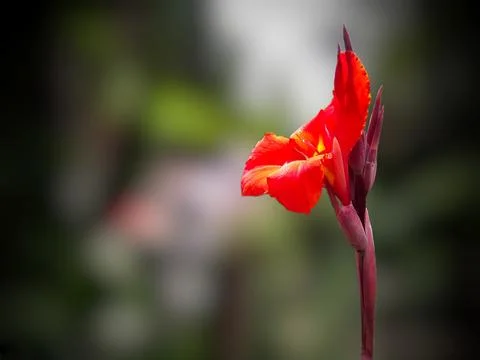 Red Color tiny flower macro shot in the garden Stock Photos