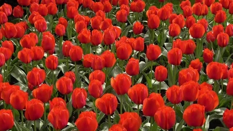 Red color tulips Stock Footage 90228440