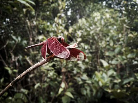 Red colored Dragon Fly Stock Photos