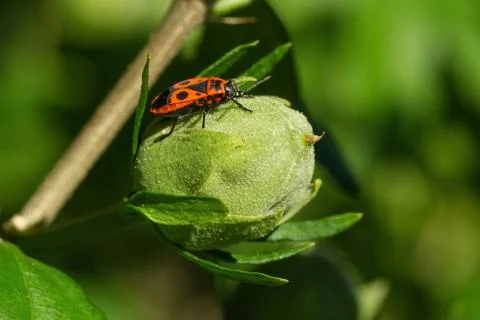 A red colored firebug with black spots sitting on a fresh mallow pod Stock Photos
