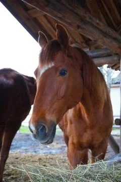 A red-colored horse eats hay in a paddock in the fresh air. Foto stock