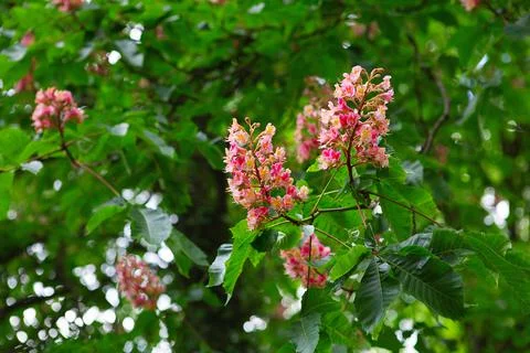 Red-colored inflorescences of a tree called chestnut. Pink flowering chestnut Stock Photos