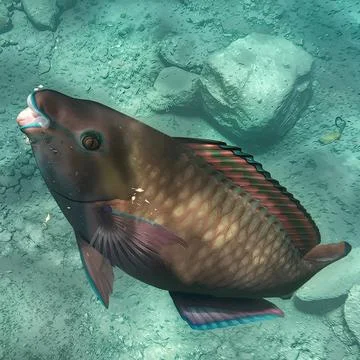 Red Colored Parrotfish Grabs a Bite in the Open Sea 스톡 사진