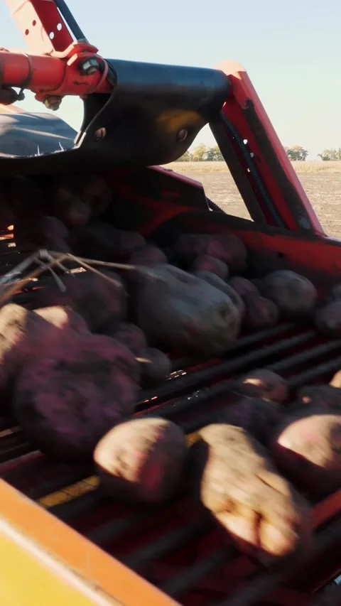 Red colored potato harvester, digs up and places potatoes on conveyor belt to Stock Footage 305773269