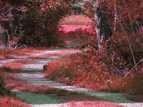 Red colored spooky forest tree landscape . Halloween background Stock Photos