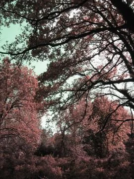 Red colored spooky forest tree landscape . Halloween background Stock Photos